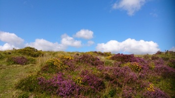 Dartmoor1