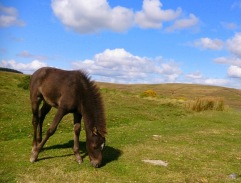 Dartmoor4